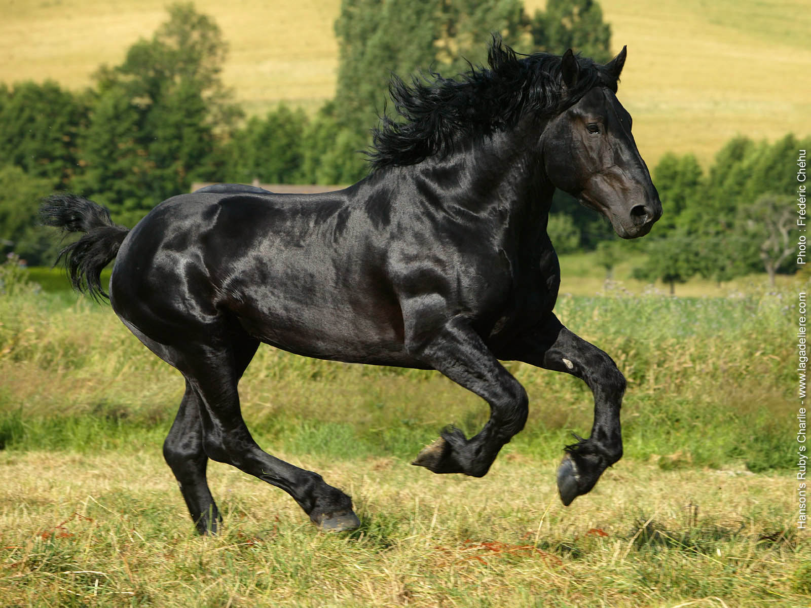 10.Fríský kůň